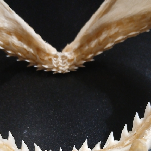Lemon Shark Jaw- 7" Wide X 3" Many Shark Teeth Educational Great For Classroom - Picture 5 of 6